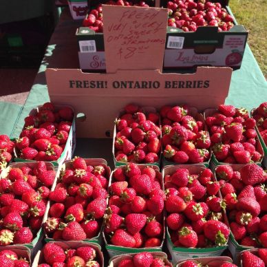 Fresh Strawberries