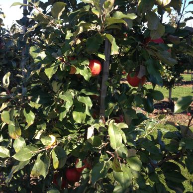 Apple Picking