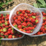 Strawberry Picking at The Ridge & Skillet Strawberry Jam